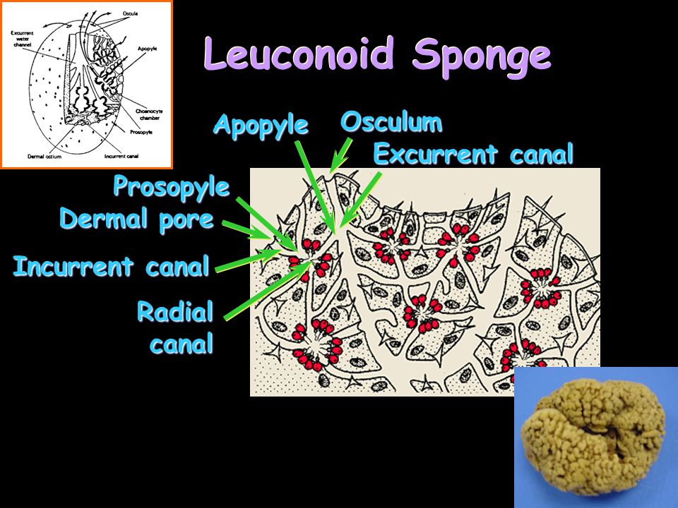 Leuconoid Sponge Osculum Apopyle Excurrent canal Prosopyle Dermal pore