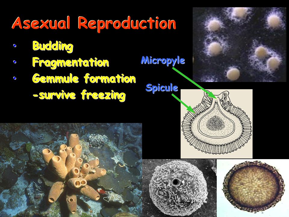 Asexual Reproduction Budding Fragmentation Gemmule formation