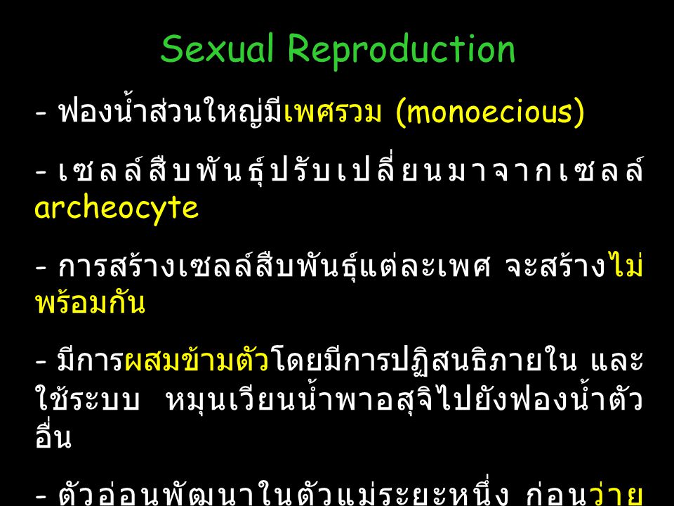 Sexual Reproduction ฟองน้ำส่วนใหญ่มีเพศรวม (monoecious)