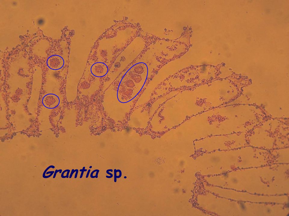 Grantia sp.