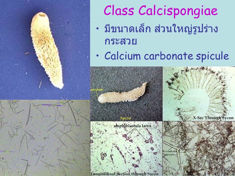 Class Calcispongiae มีขนาดเล็ก ส่วนใหญ่รูปร่างกระสวย