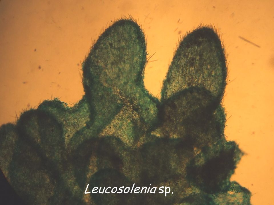 Leucosolenia sp.