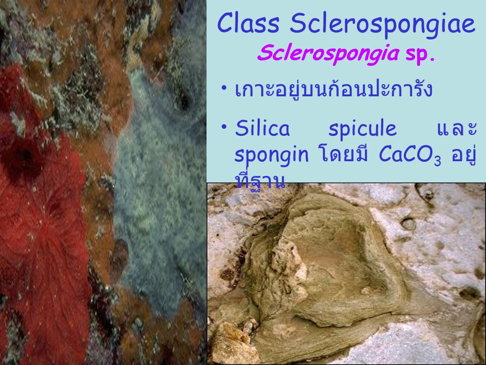 Class Sclerospongiae Sclerospongia sp. เกาะอยู่บนก้อนปะการัง
