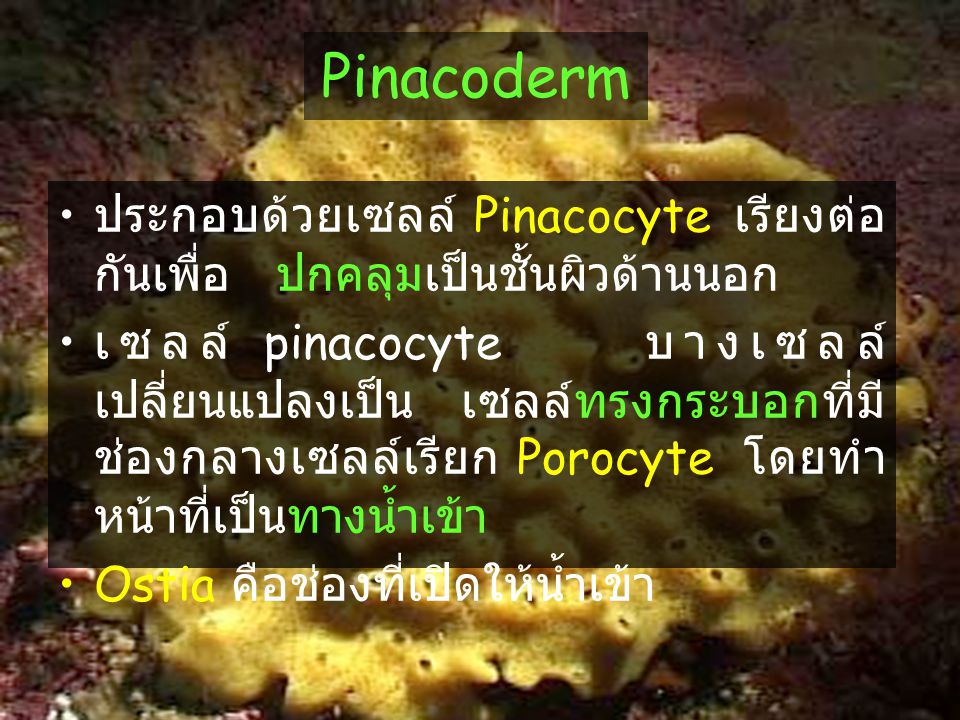 Pinacoderm ประกอบด้วยเซลล์ Pinacocyte เรียงต่อกันเพื่อ ปกคลุมเป็นชั้นผิวด้านนอก.