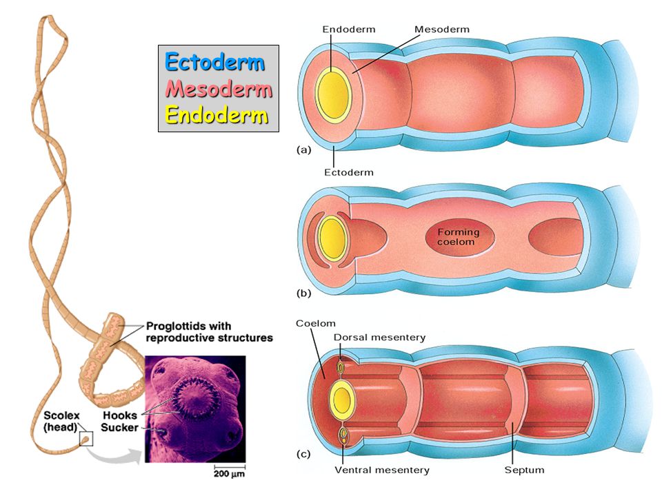 Ectoderm Mesoderm Endoderm