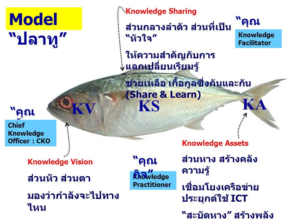 Model ปลาทู KA KS KV คุณอำนวย คุณเอื้อ คุณกิจ ส่วนหัว ส่วนตา