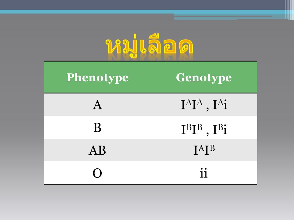 หมู่เลือด Phenotype Genotype A IAIA , IAi B IBIB , IBi AB IAIB O ii