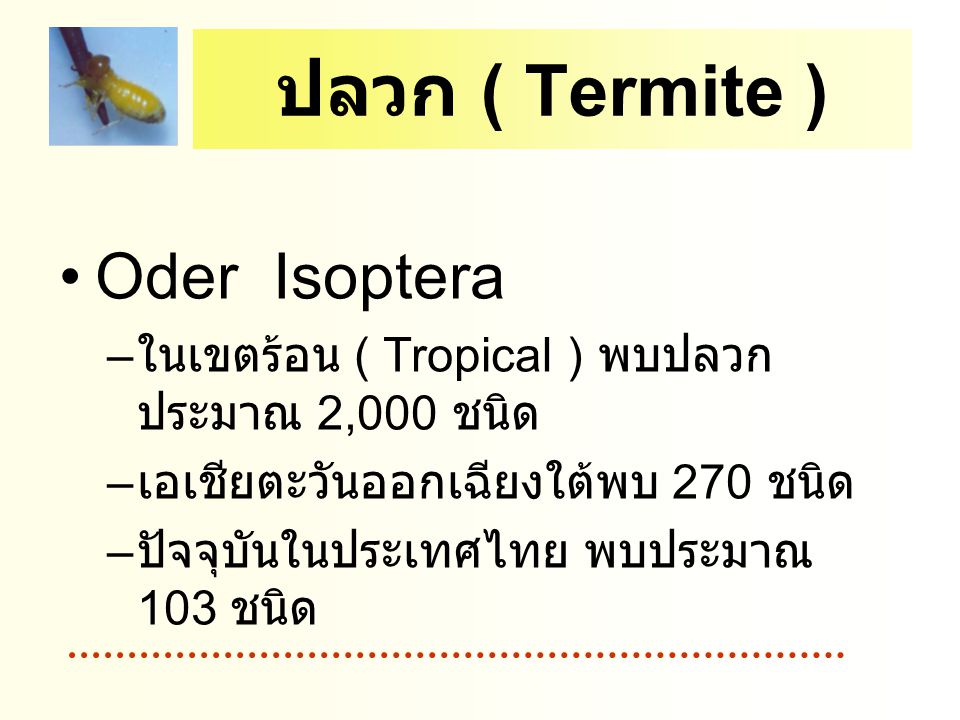 ปลวก ( Termite ) Oder Isoptera