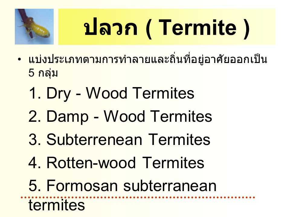 ปลวก ( Termite ) 2. Damp - Wood Termites 3. Subterrenean Termites