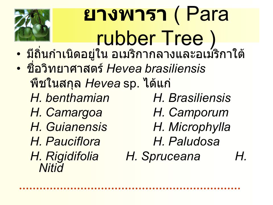 ยางพารา ( Para rubber Tree )