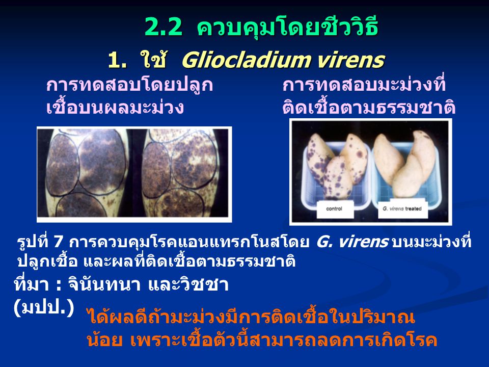 1. ใช้ Gliocladium virens