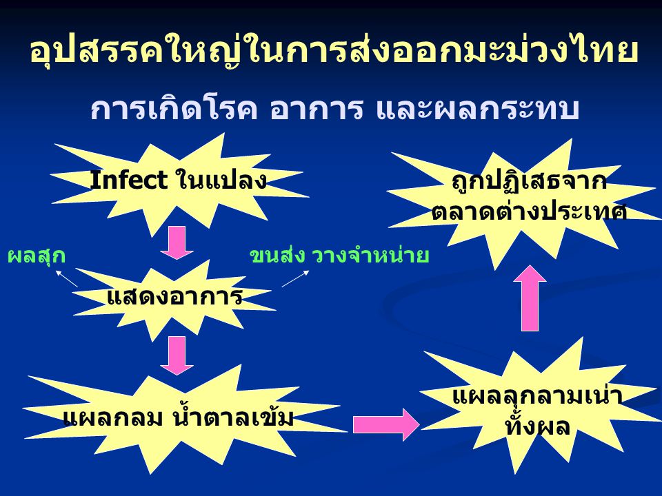 อุปสรรคใหญ่ในการส่งออกมะม่วงไทย ถูกปฏิเสธจากตลาดต่างประเทศ