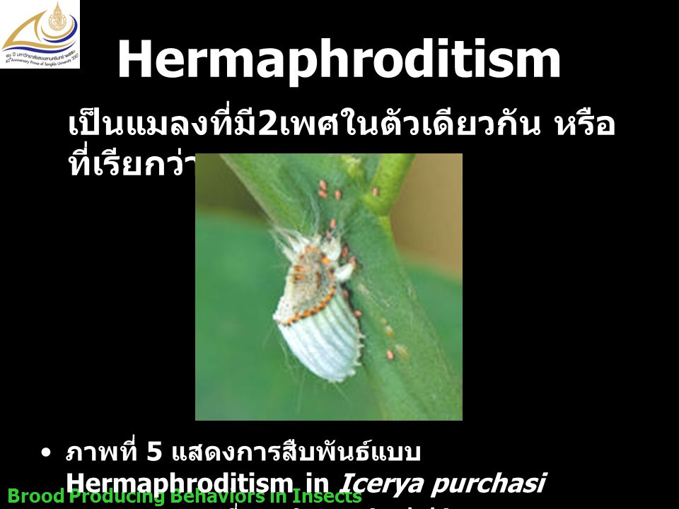 Hermaphroditism เป็นแมลงที่มี2เพศในตัวเดียวกัน หรือที่เรียกว่า เพศกะเทย. ภาพที่ 5 แสดงการสืบพันธ์แบบ Hermaphroditism in Icerya purchasi.