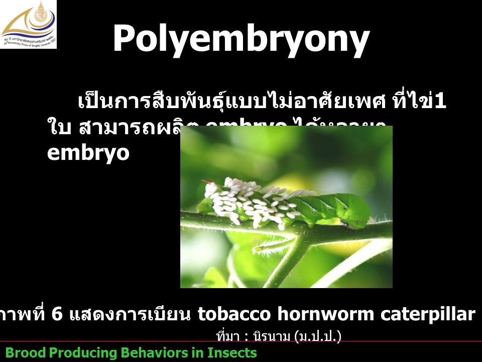 ภาพที่ 6 แสดงการเบียน tobacco hornworm caterpillar จากตัวต่อ