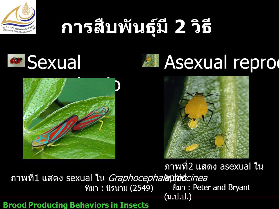 การสืบพันธุ์มี 2 วิธี Asexual reproduction Sexual reproduction