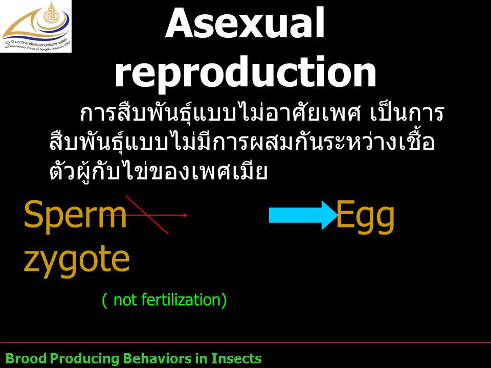 Asexual reproduction การสืบพันธุ์แบบไม่อาศัยเพศ เป็นการสืบพันธุ์แบบไม่มีการผสมกันระหว่างเชื้อตัวผู้กับไข่ของเพศเมีย.