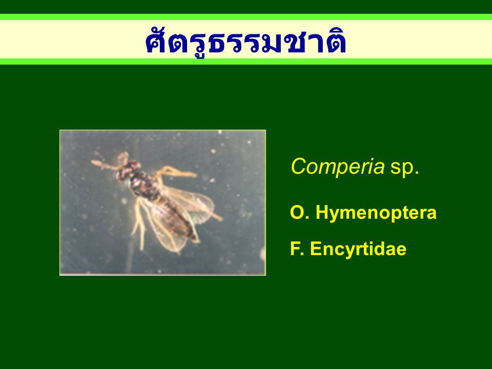 ศัตรูธรรมชาติ Comperia sp. O. Hymenoptera F. Encyrtidae