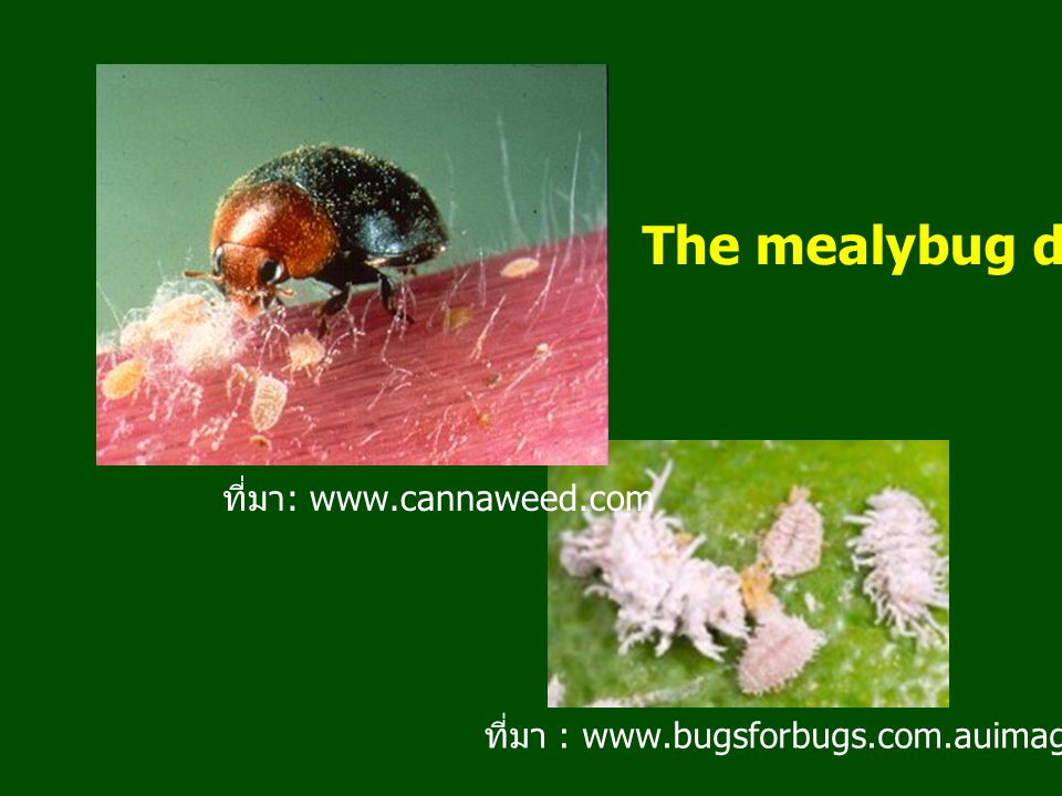The mealybug destroyer