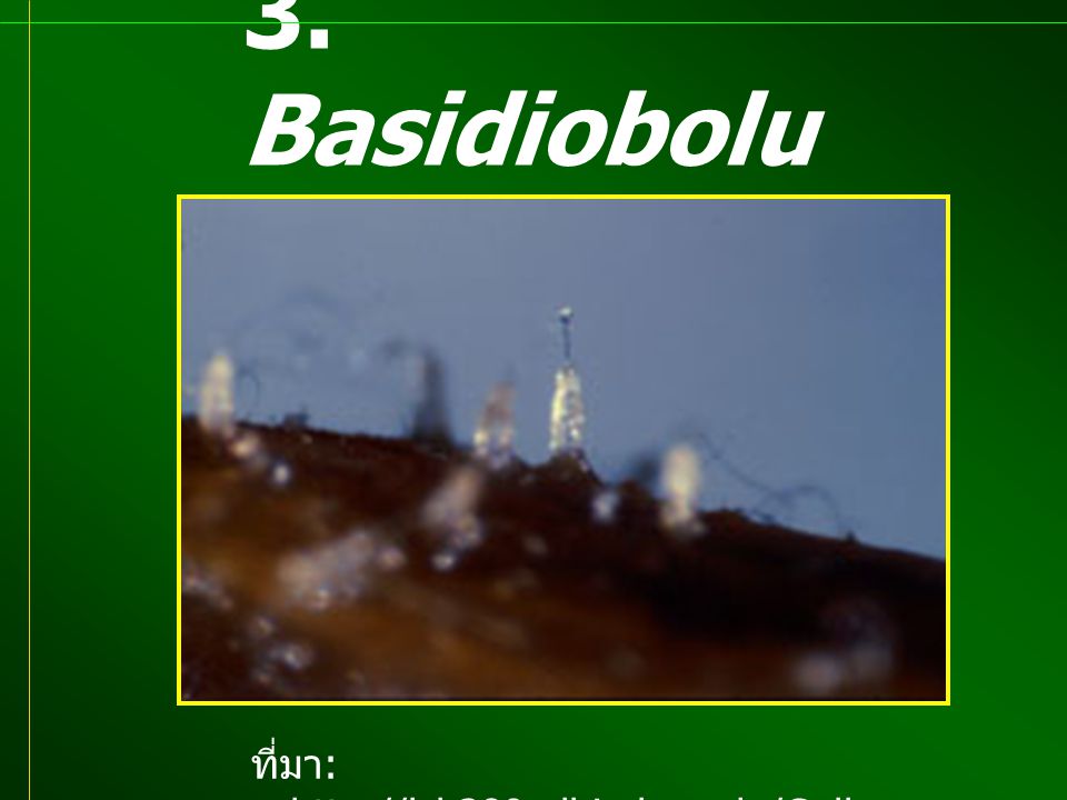3. Basidiobolus sp. ที่มา: