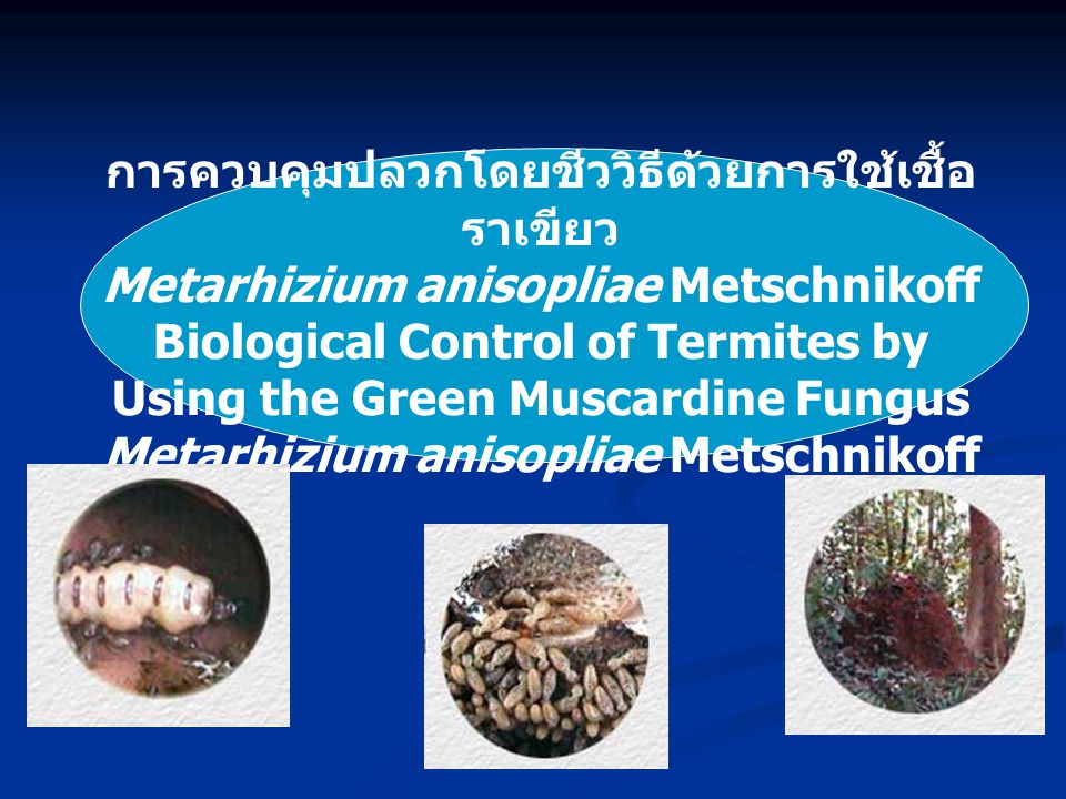 การควบคุมปลวกโดยชีววิธีด้วยการใช้เชื้อราเขียว Metarhizium anisopliae Metschnikoff Biological Control of Termites by Using the Green Muscardine Fungus Metarhizium anisopliae Metschnikoff