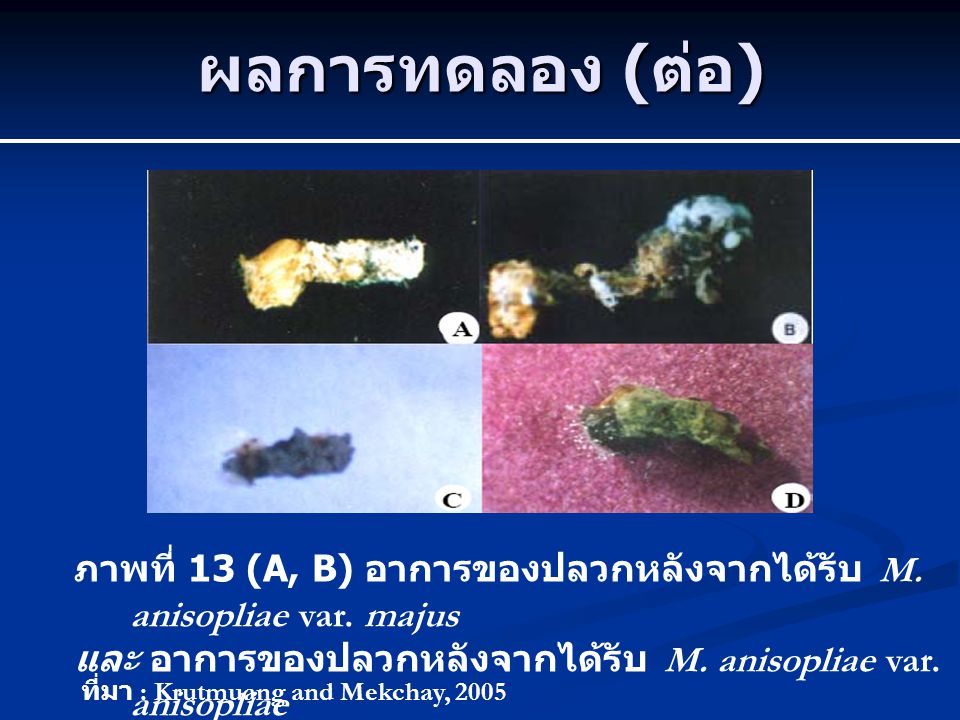 ผลการทดลอง (ต่อ) ภาพที่ 13 (A, B) อาการของปลวกหลังจากได้รับ M. anisopliae var. majus. และ อาการของปลวกหลังจากได้รับ M. anisopliae var. anisopliae.