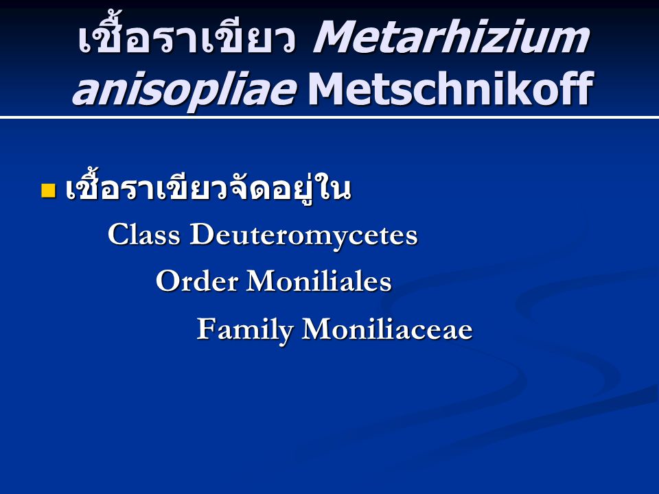 เชื้อราเขียว Metarhizium anisopliae Metschnikoff