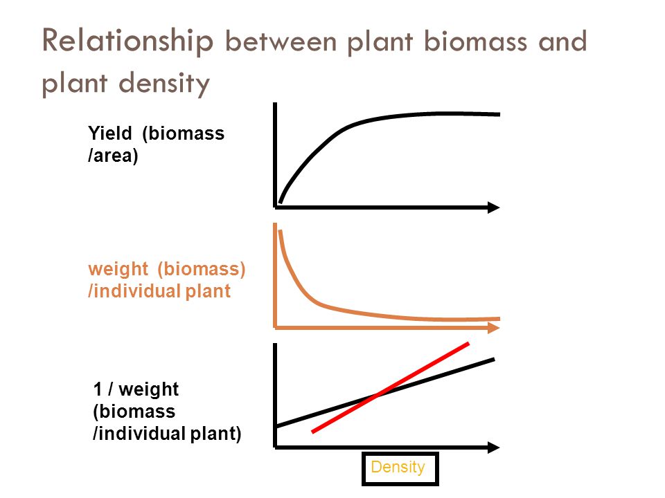 Relationship between plant biomass and plant density