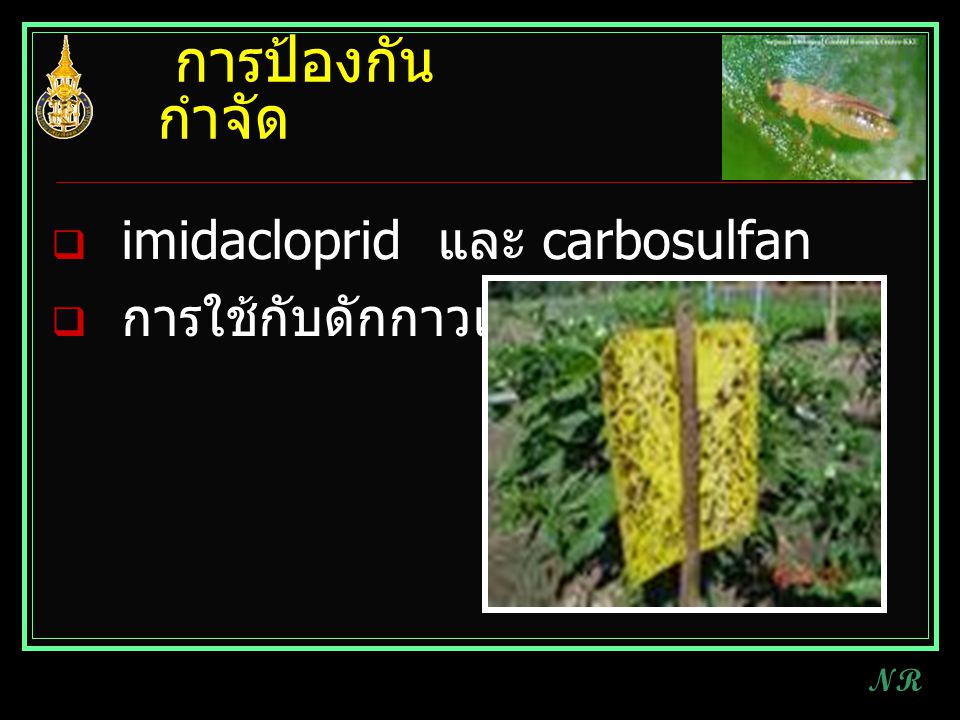 การป้องกันกำจัด imidacloprid และ carbosulfan การใช้กับดักกาวเหนียว NR