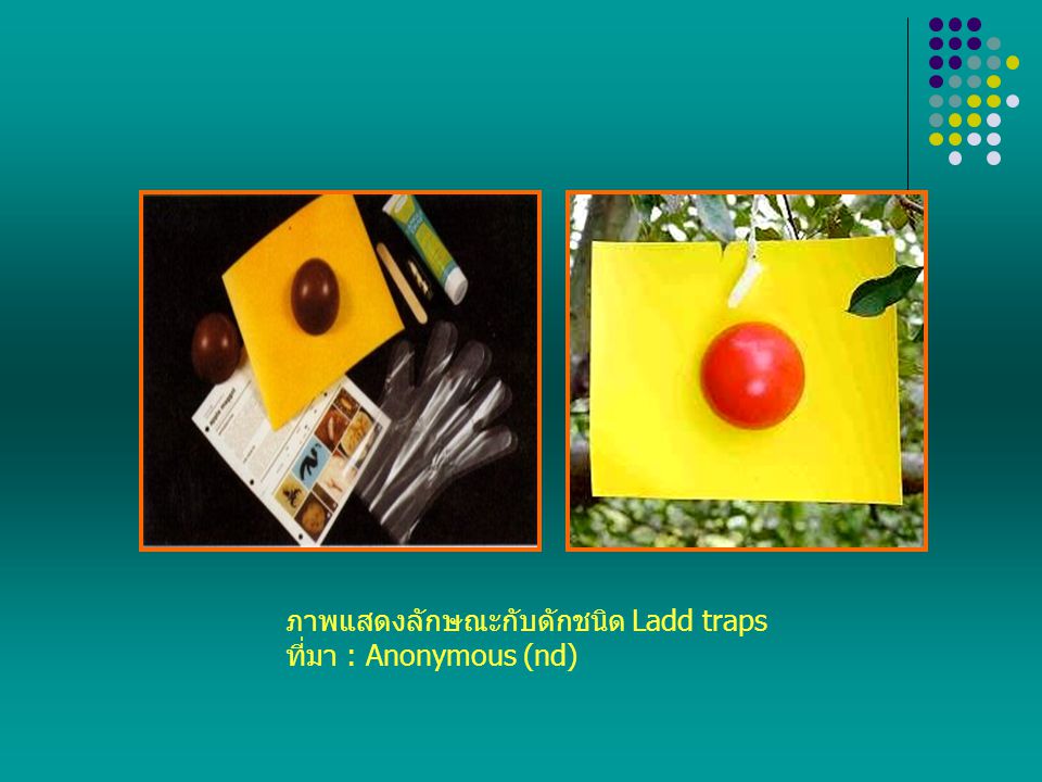 ภาพแสดงลักษณะกับดักชนิด Ladd traps ที่มา : Anonymous (nd)