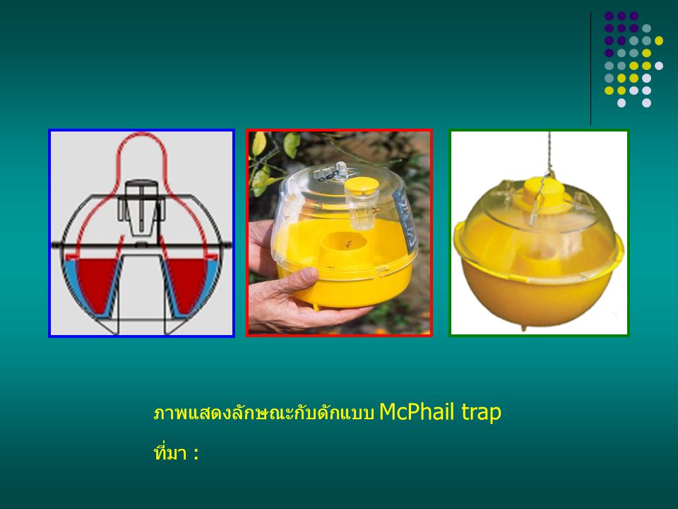 ภาพแสดงลักษณะกับดักแบบ McPhail trap