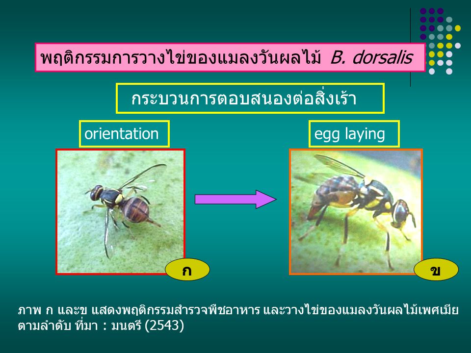 พฤติกรรมการวางไข่ของแมลงวันผลไม้ B. dorsalis