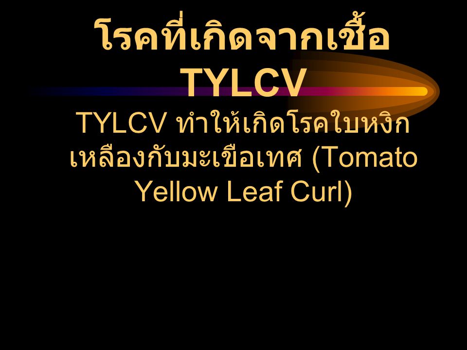 โรคที่เกิดจากเชื้อ TYLCV TYLCV ทำให้เกิดโรคใบหงิกเหลืองกับมะเขือเทศ (Tomato Yellow Leaf Curl)
