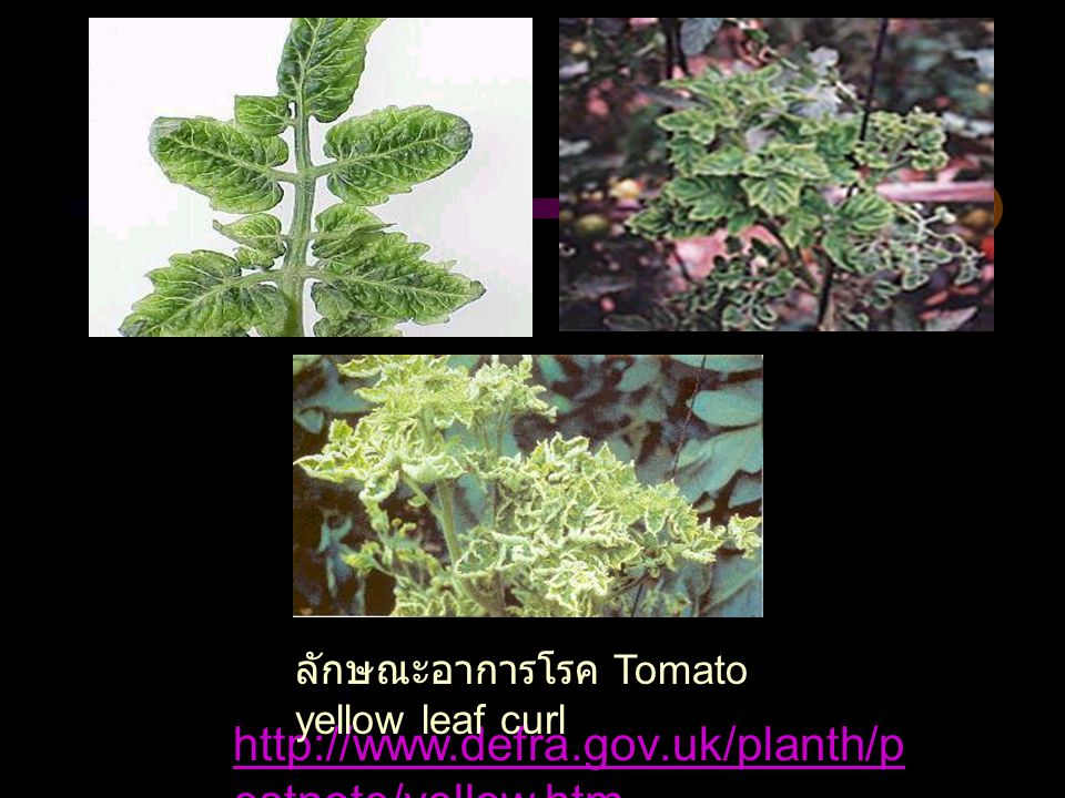 ลักษณะอาการโรค Tomato yellow leaf curl