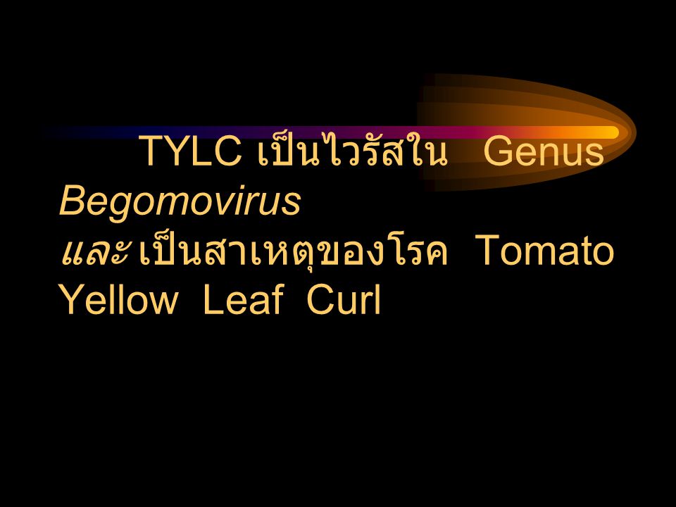 TYLC เป็นไวรัสใน Genus Begomovirus และ เป็นสาเหตุของโรค Tomato Yellow Leaf Curl