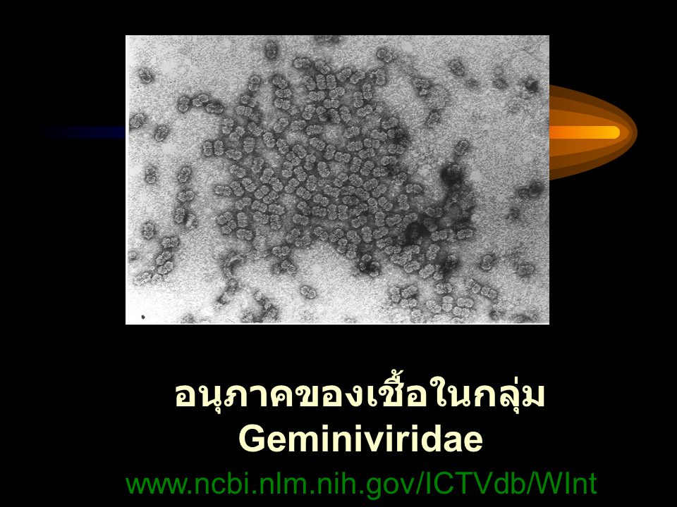 อนุภาคของเชื้อในกลุ่ม Geminiviridae