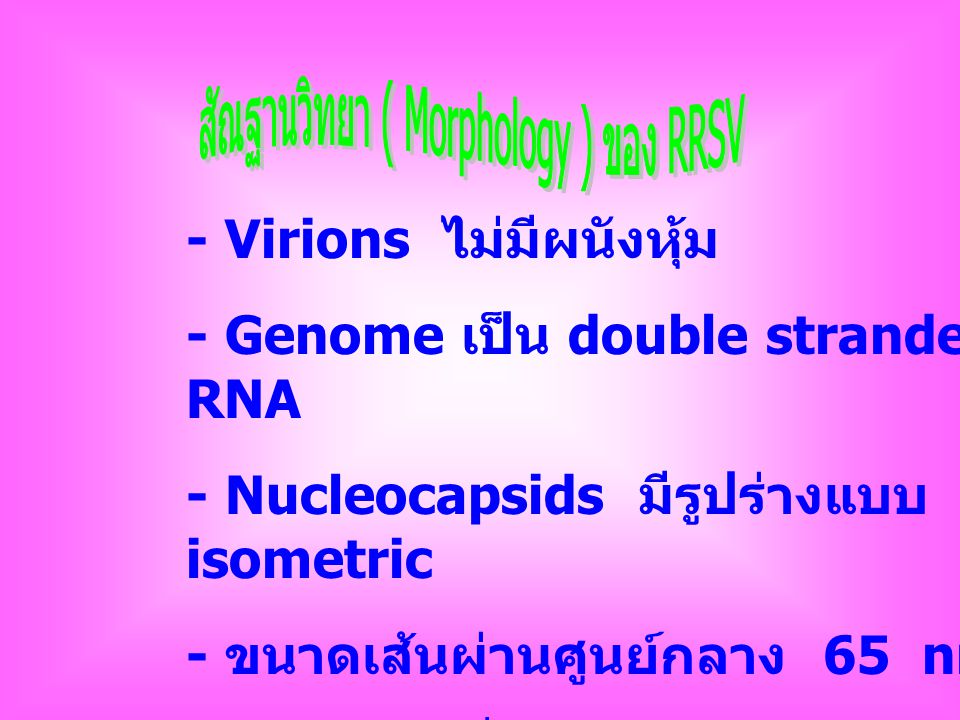 สัณฐานวิทยา ( Morphology ) ของ RRSV