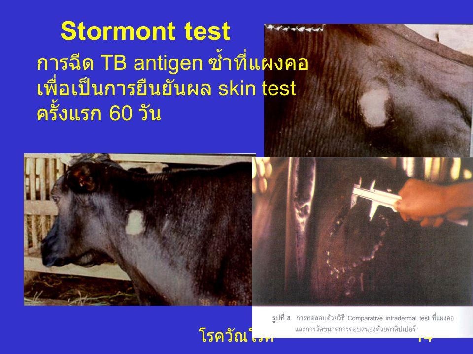 Stormont test การฉีด TB antigen ซ้ำที่แผงคอ เพื่อเป็นการยืนยันผล skin test ครั้งแรก 60 วัน.
