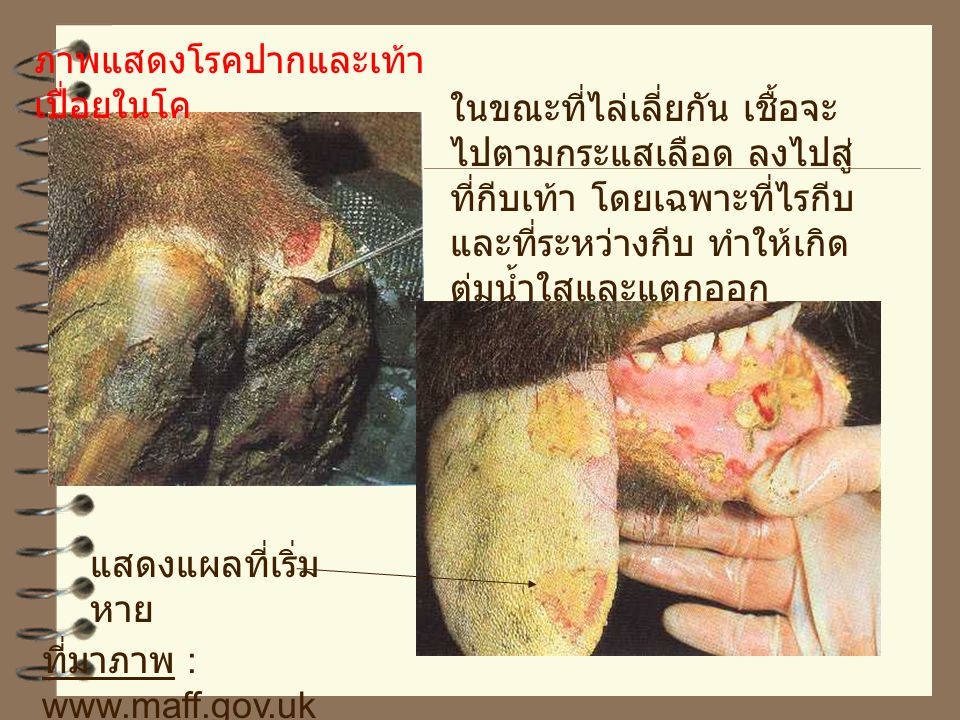 ภาพแสดงโรคปากและเท้าเปื่อยในโค