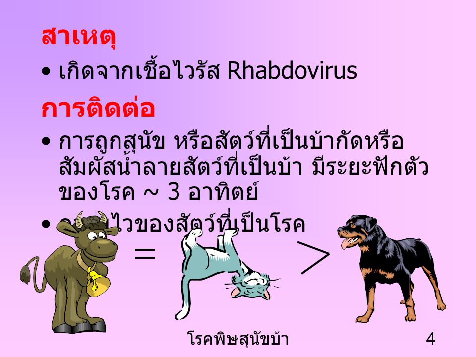 สาเหตุ การติดต่อ เกิดจากเชื้อไวรัส Rhabdovirus