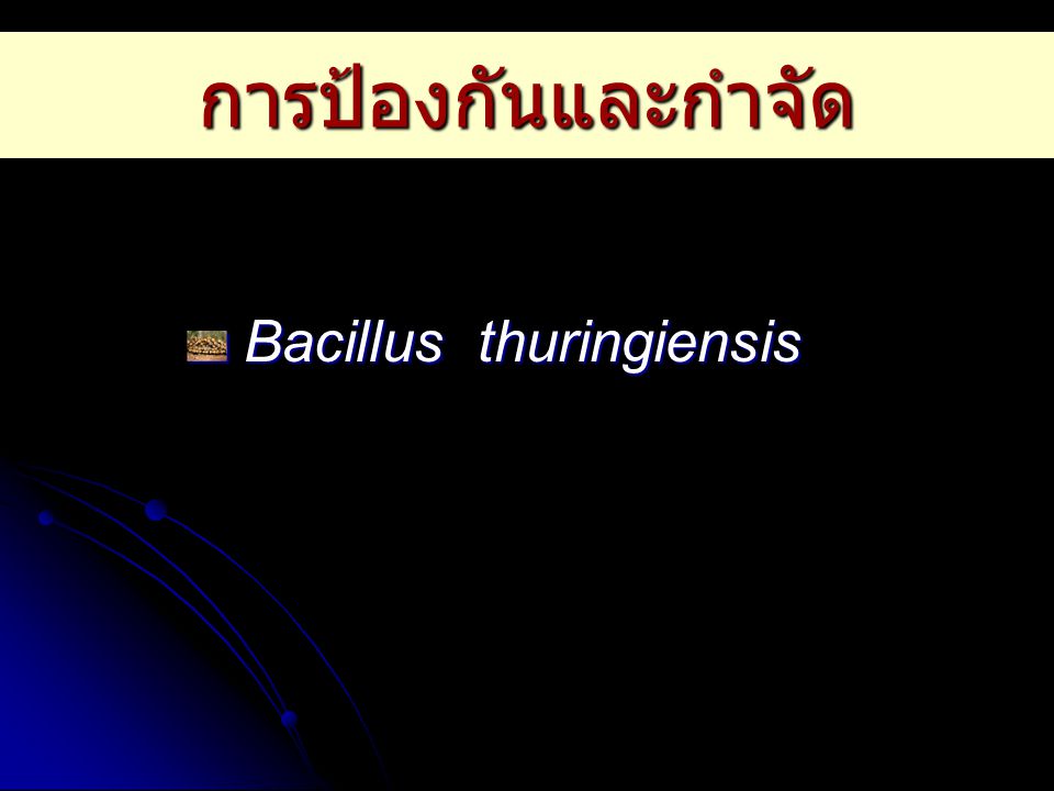 การป้องกันและกำจัด Bacillus thuringiensis