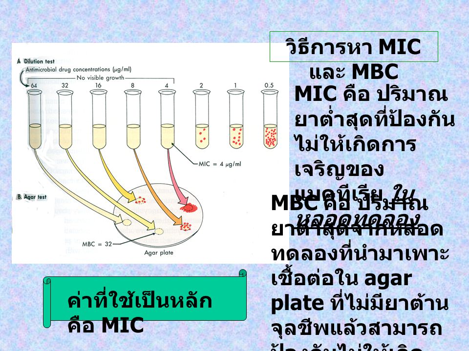 วิธีการหา MIC และ MBC MIC คือ ปริมาณยาต่ำสุดที่ป้องกันไม่ให้เกิดการเจริญของแบคทีเรีย ในหลอดทดลอง.