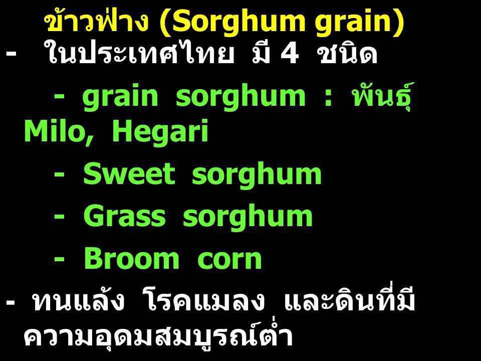 ข้าวฟ่าง (Sorghum grain)