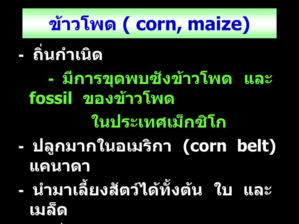 ข้าวโพด ( corn, maize) - ถิ่นกำเนิด