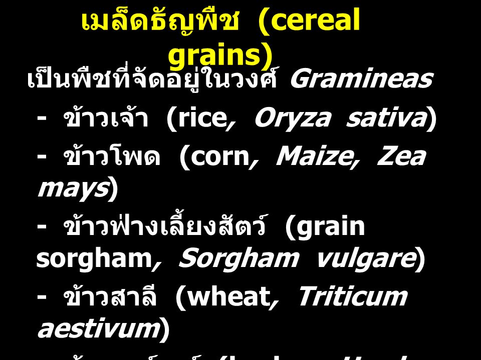 เมล็ดธัญพืช (cereal grains)