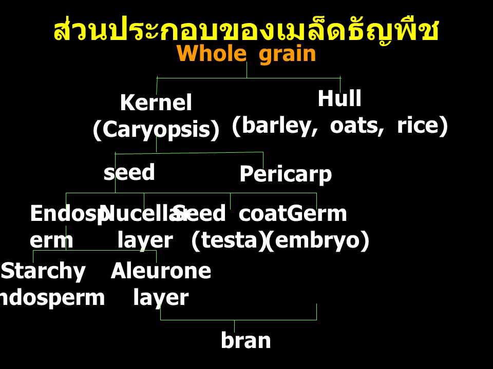 ส่วนประกอบของเมล็ดธัญพืช