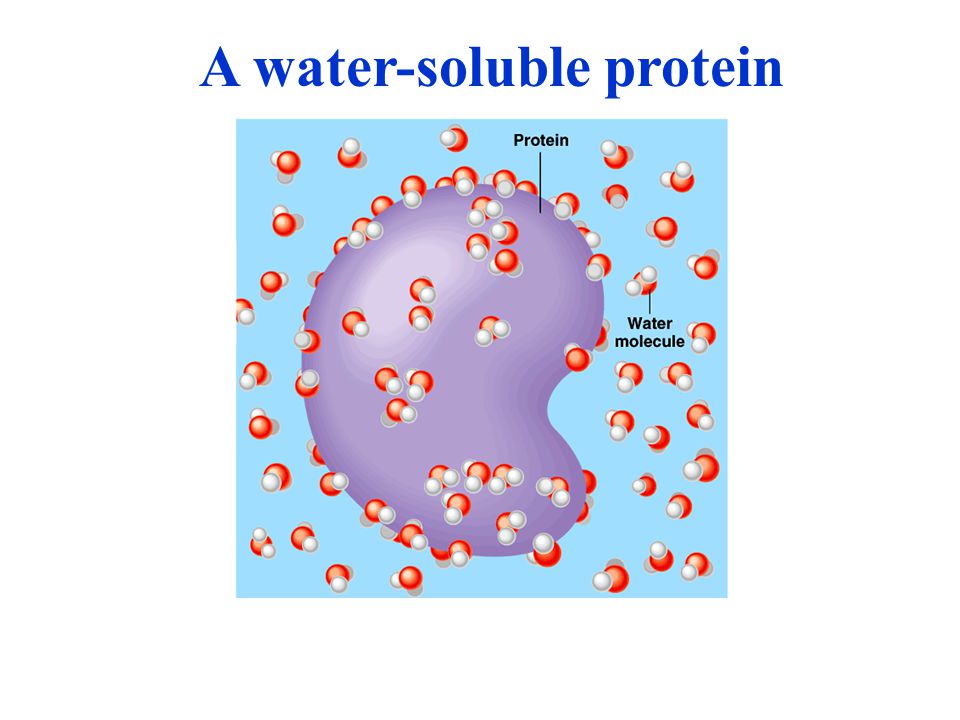A water-soluble protein