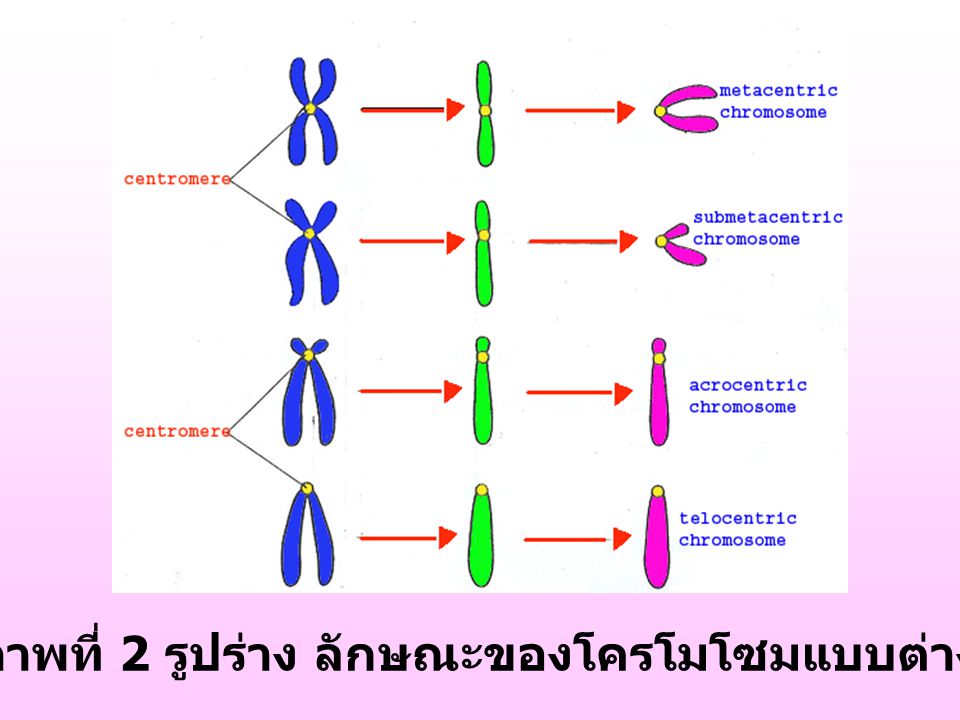 ภาพที่ 2 รูปร่าง ลักษณะของโครโมโซมแบบต่างๆ