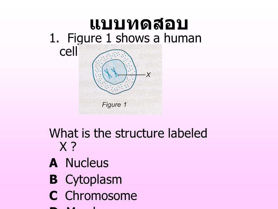 แบบทดสอบ 1. Figure 1 shows a human cell