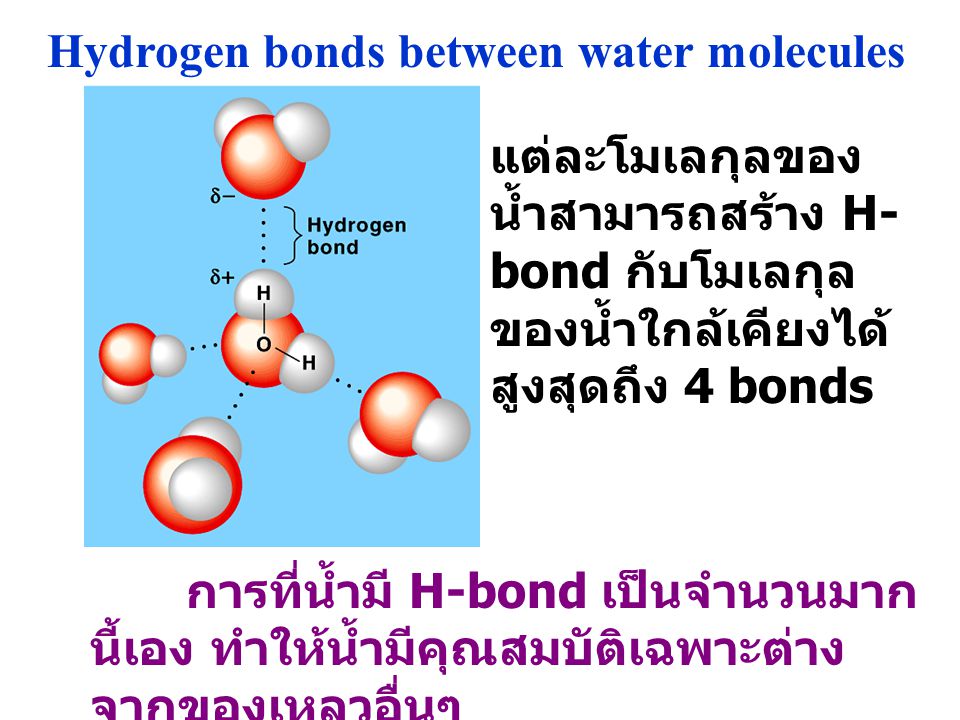 Hydrogen bonds between water molecules