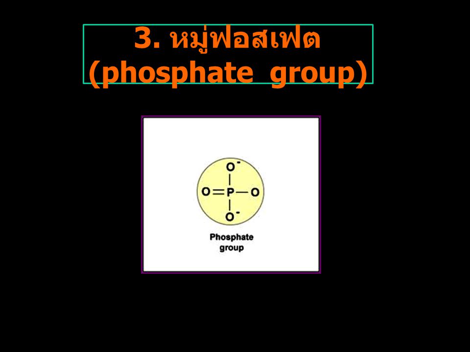 3. หมู่ฟอสเฟต (phosphate group)